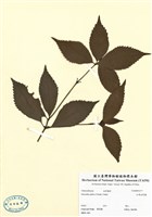 藏品(紅果金粟蘭)的圖片